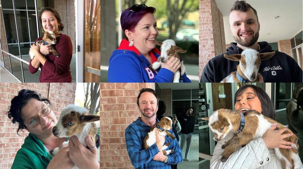 Austin office "goat gram" photo collage with baby goats for Valentine's Day 