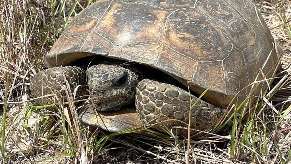 closeup of a gopher tortoise